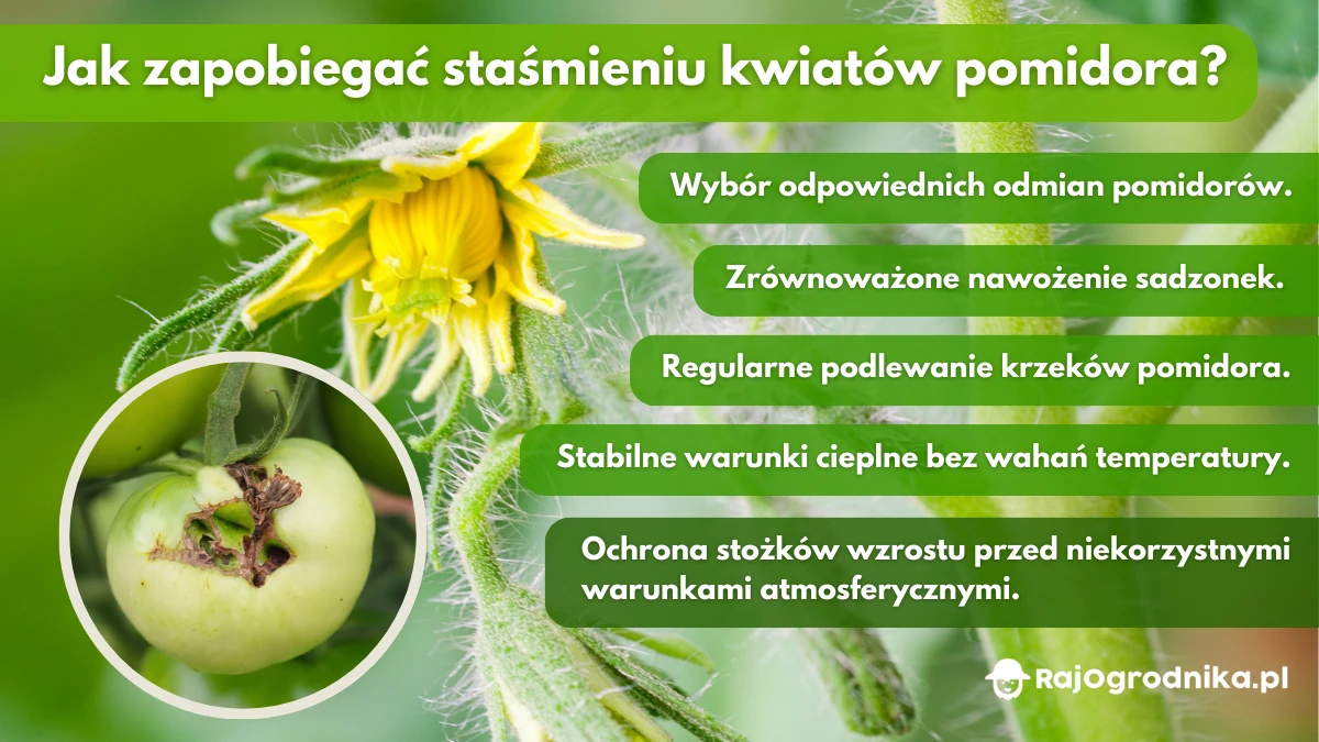 Jak-zapobiegać-staśmieniu-kwiatów-pomidora-blog-rajogrodnika
